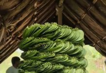 ವೀಳ್ಯದೆಲೆ ಎಲೆಗಳು ಬಲವಾದ ಪರಿಮಳಯುಕ್ತ ಫ್ಲೋವರ್ ಮತ್ತು ವ್ಯಾಪಕವಾಗಿ ಧಾರ್ಮಿಕ ಪ್ರಾಮುಖ್ಯತೆ ಹೊಂದಿದೆ.