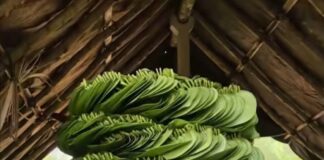 ವೀಳ್ಯದೆಲೆ ಎಲೆಗಳು ಬಲವಾದ ಪರಿಮಳಯುಕ್ತ ಫ್ಲೋವರ್ ಮತ್ತು ವ್ಯಾಪಕವಾಗಿ ಧಾರ್ಮಿಕ ಪ್ರಾಮುಖ್ಯತೆ ಹೊಂದಿದೆ.