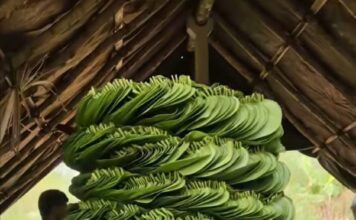 ವೀಳ್ಯದೆಲೆ ಎಲೆಗಳು ಬಲವಾದ ಪರಿಮಳಯುಕ್ತ ಫ್ಲೋವರ್ ಮತ್ತು ವ್ಯಾಪಕವಾಗಿ ಧಾರ್ಮಿಕ ಪ್ರಾಮುಖ್ಯತೆ ಹೊಂದಿದೆ.