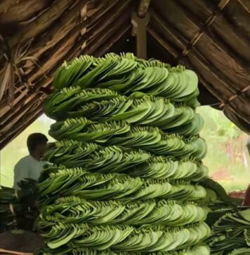 ವೀಳ್ಯದೆಲೆ ಎಲೆಗಳು ಬಲವಾದ ಪರಿಮಳಯುಕ್ತ ಫ್ಲೋವರ್ ಮತ್ತು ವ್ಯಾಪಕವಾಗಿ ಧಾರ್ಮಿಕ ಪ್ರಾಮುಖ್ಯತೆ ಹೊಂದಿದೆ.